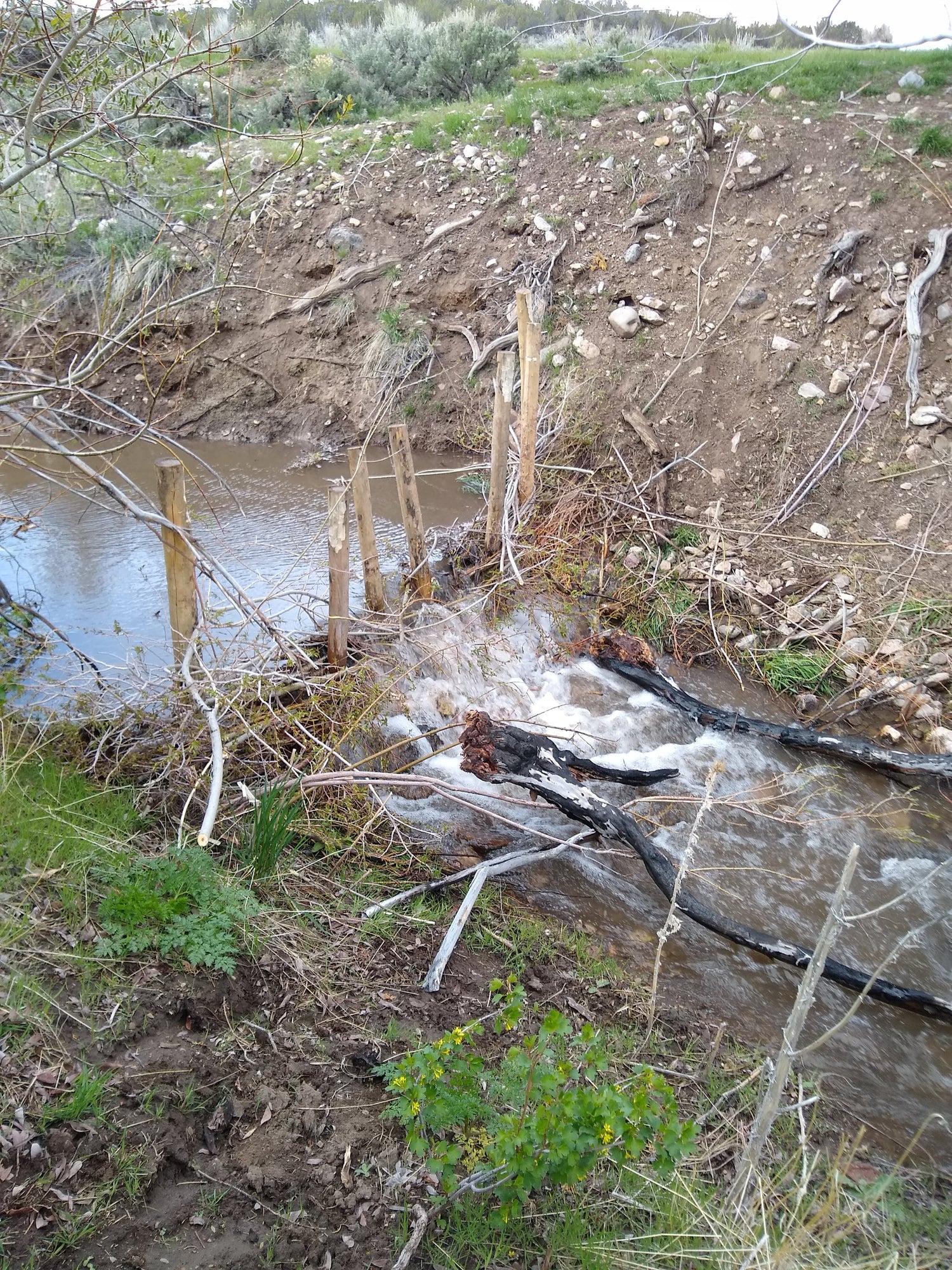 Beaver Dam Analog holding back Vernon Creek on Bennion Ranch