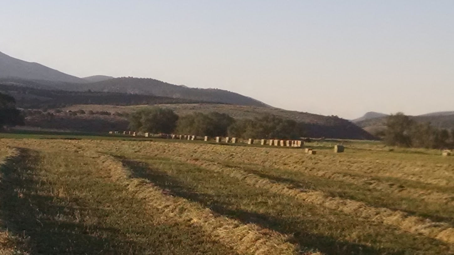 alfalfa hay in windrows with bales and hills rocky mountains