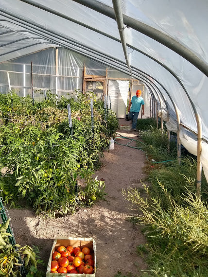 Hoop house at Bennion Ranch Vernon Utah harvesting tomatoes