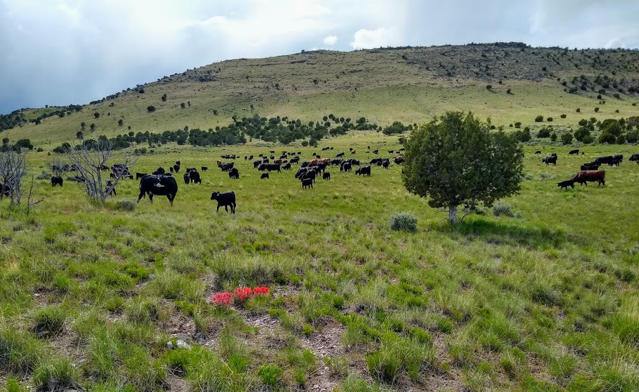 Public land grazing Utah in Dunbar unit near vernon Utah with black Angus herd and calves on May 1 with boat mountain in background