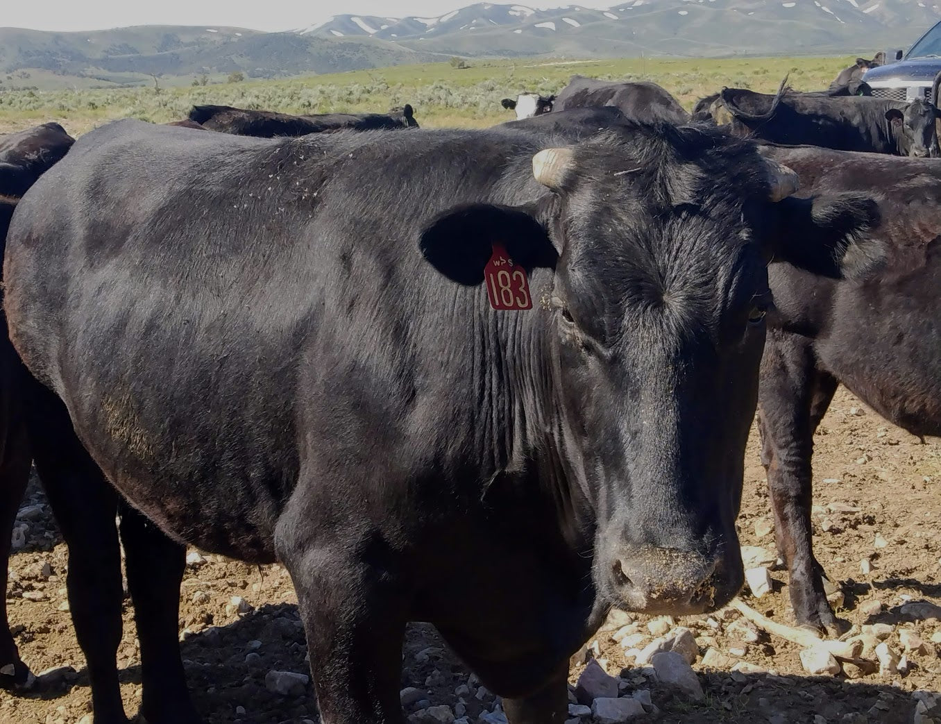 January Quarters of Wagyu/Angus Cross Beef