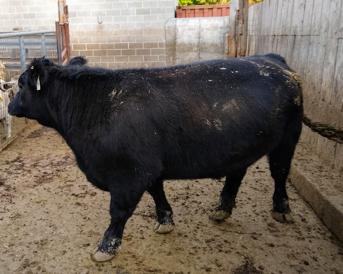 Black Angus Steer Whole or 1/2 or 1/4 Beef **DEPOSIT**